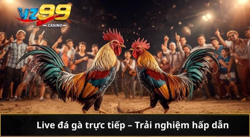 Live Đá Gà Trực Tiếp - Trải Nghiệm Cực Nét, Cược Kịch Tính 2 Live đá gà trực tiếp - Trải nghiệm hấp dẫn